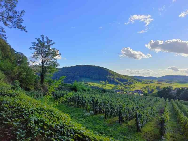 Un vignoble en terrasse sur une colline, photo gratuite