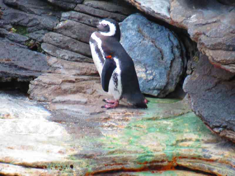 Pingouin de dos hors de l'eau de profil, Oceanarium de Lisbonne, Portugal
