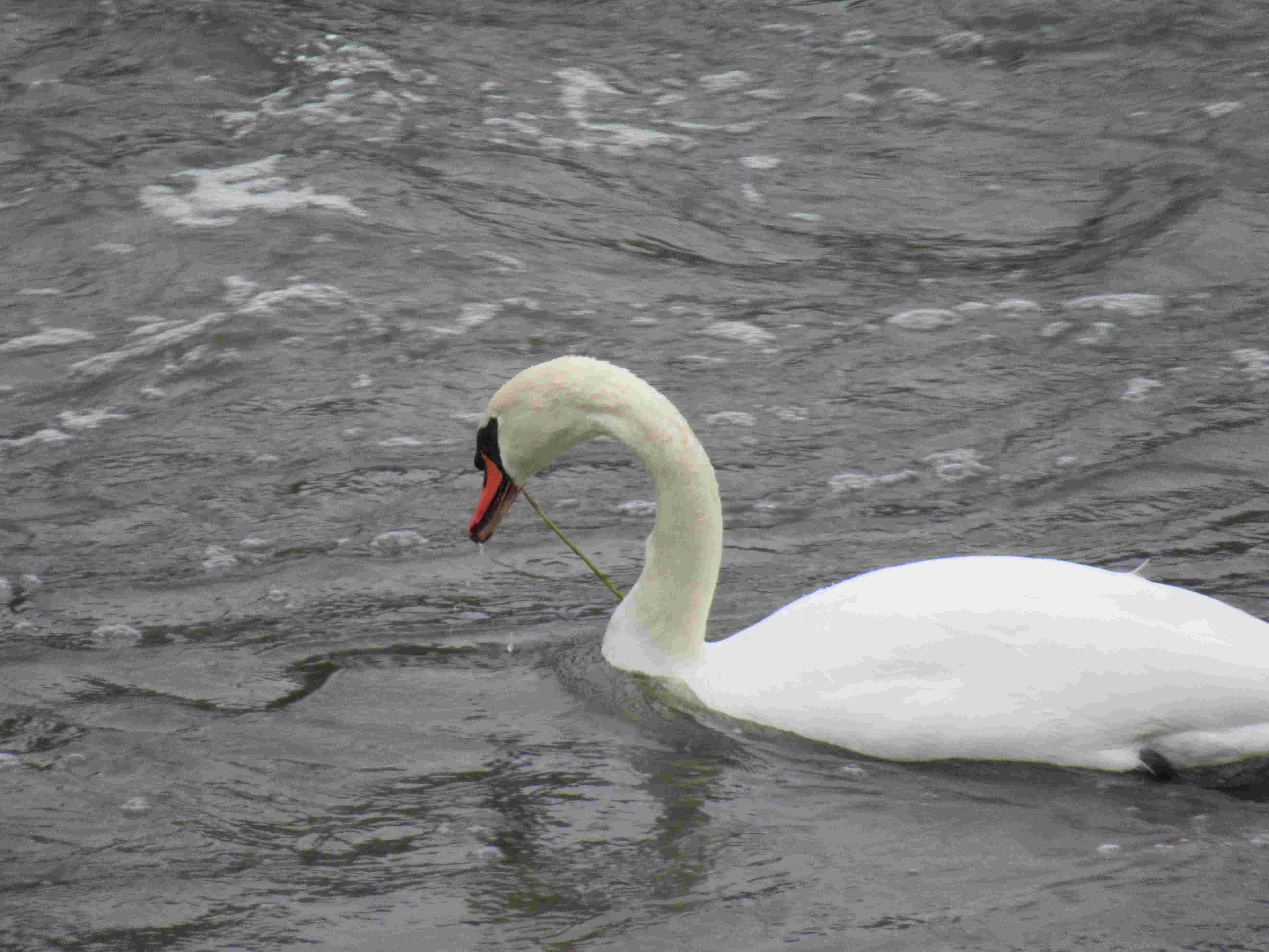 Cygne