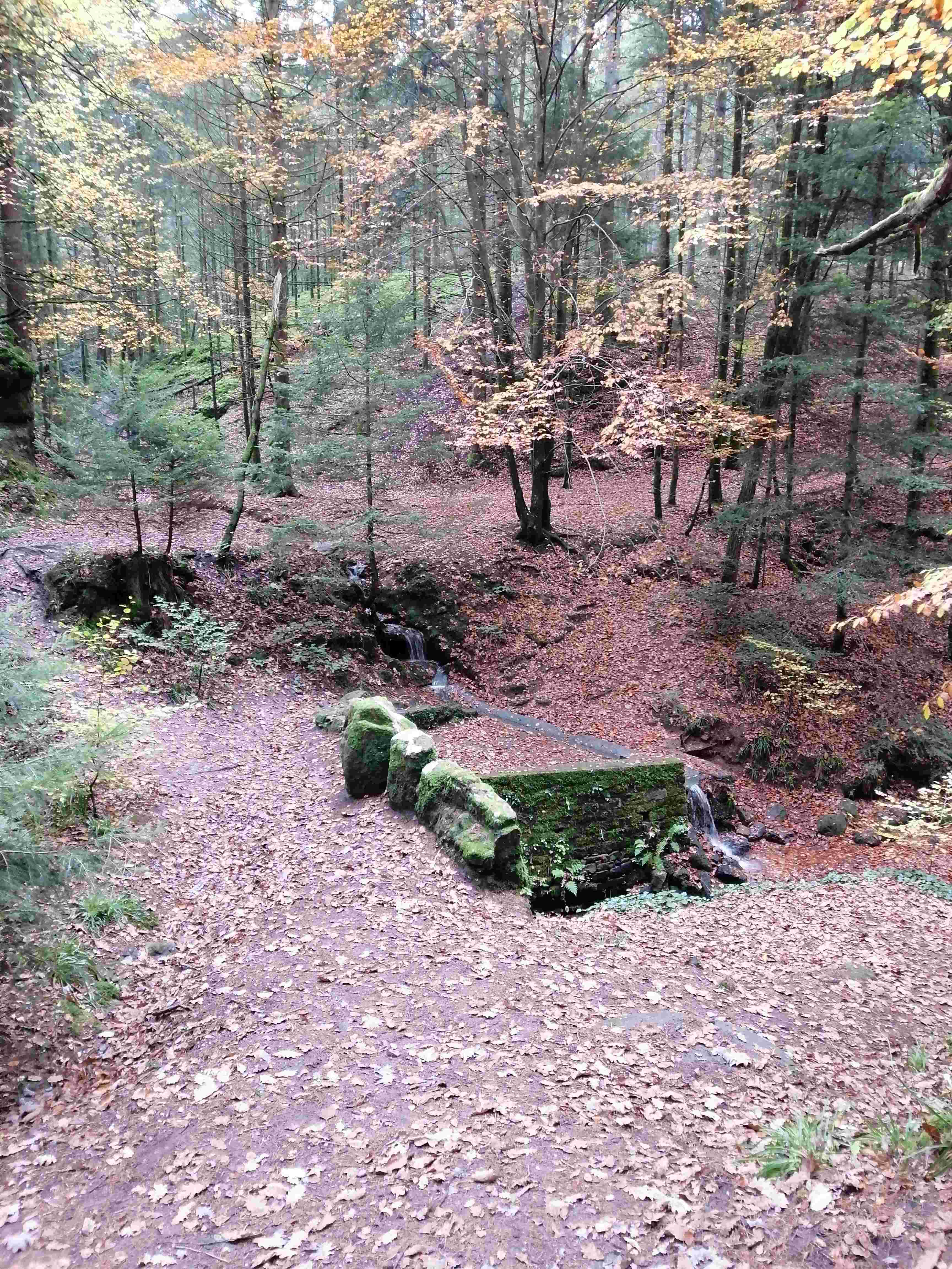 Sous-bois en automne, tapis de feuilles