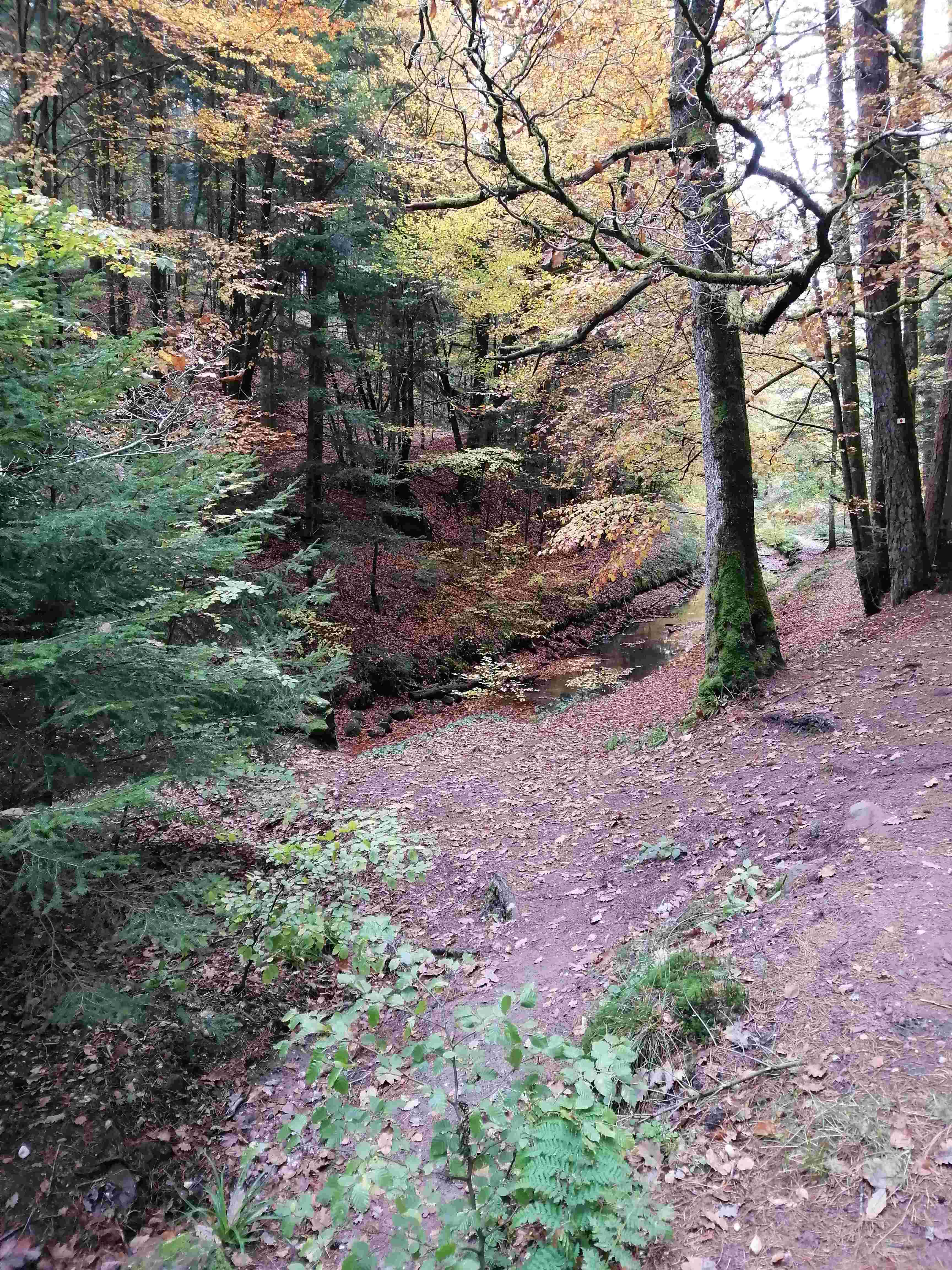 Sous-bois en automne, tapis de feuilles