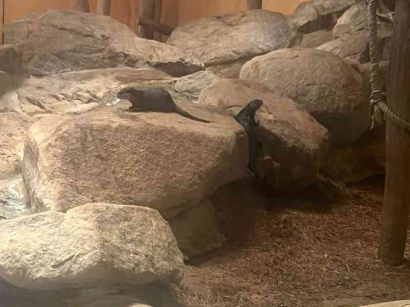 Loutre se reposant sur un rocher, photo gratuite