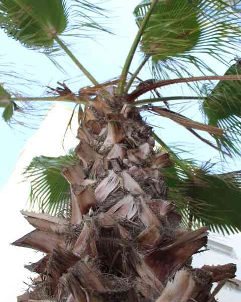 Gros plan sur un palmier
