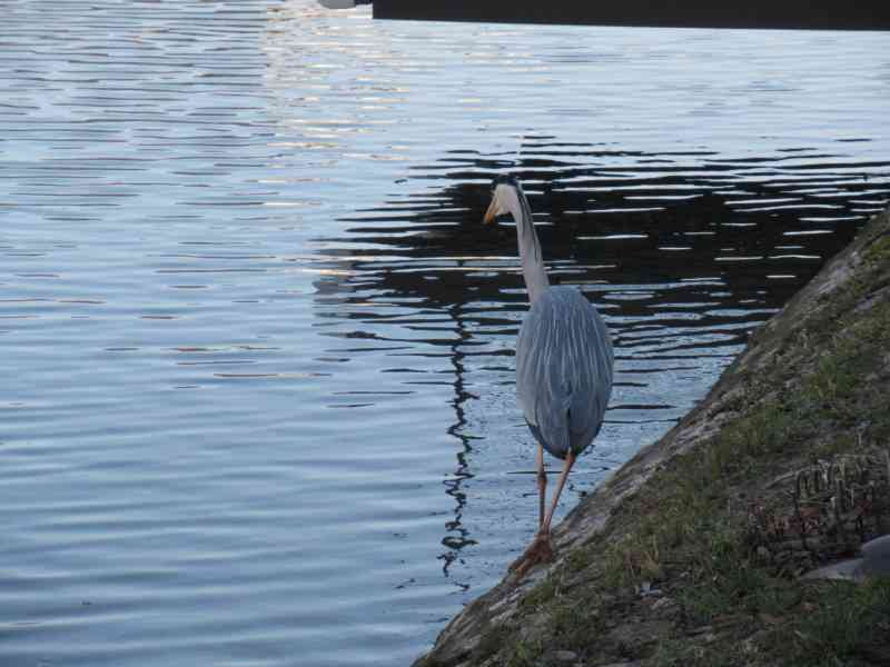 Échassier au bord de l'eau
