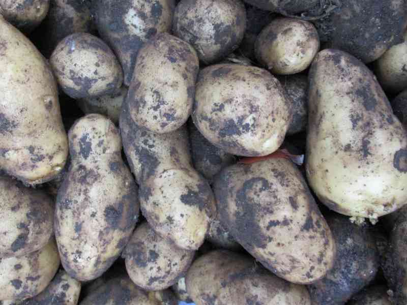 Pile de pommes de terre fraîches