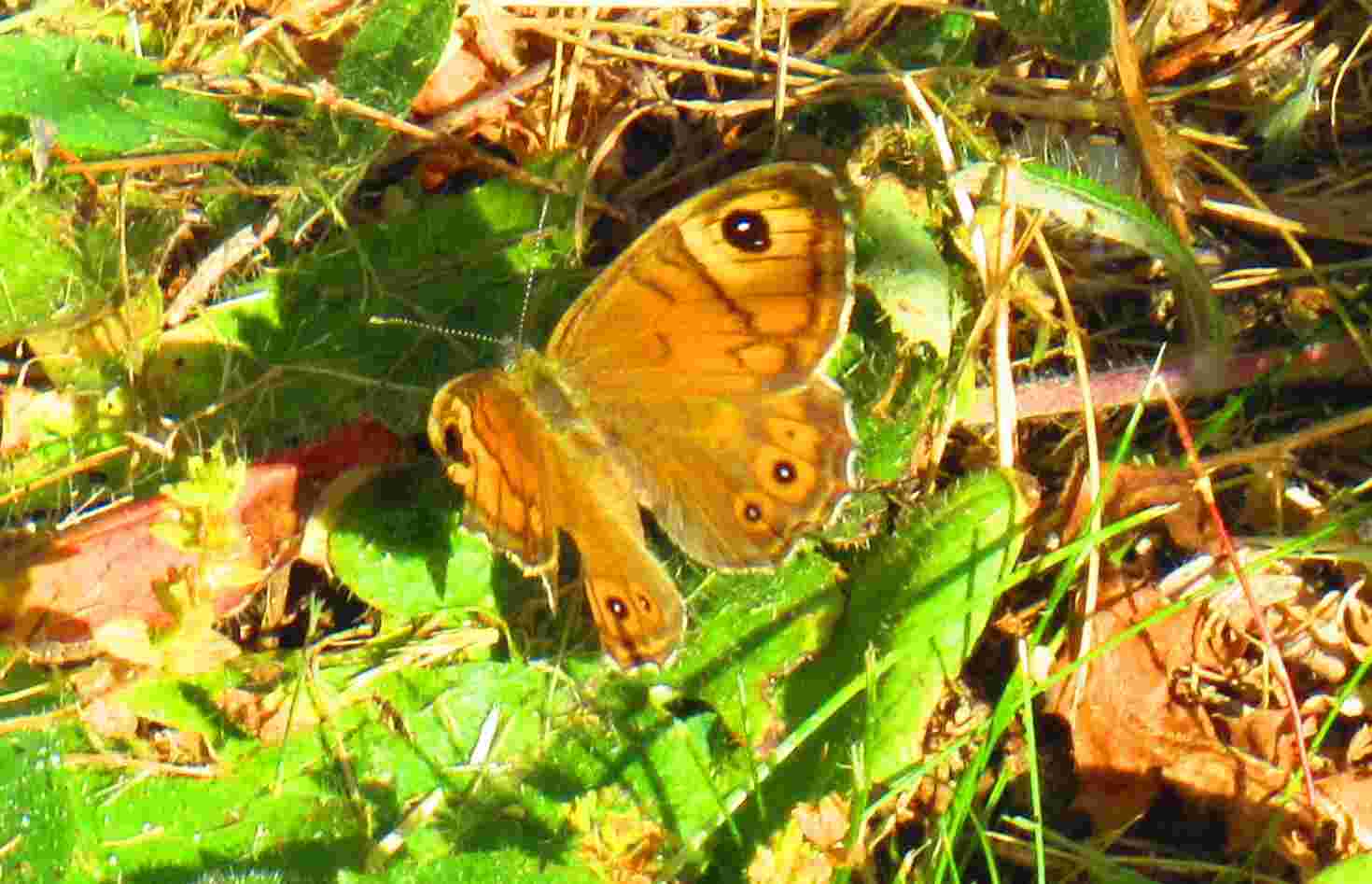 Papillon brun