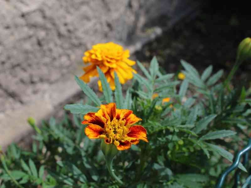 Oeillet d'Inde, Rose d'Inde jaune