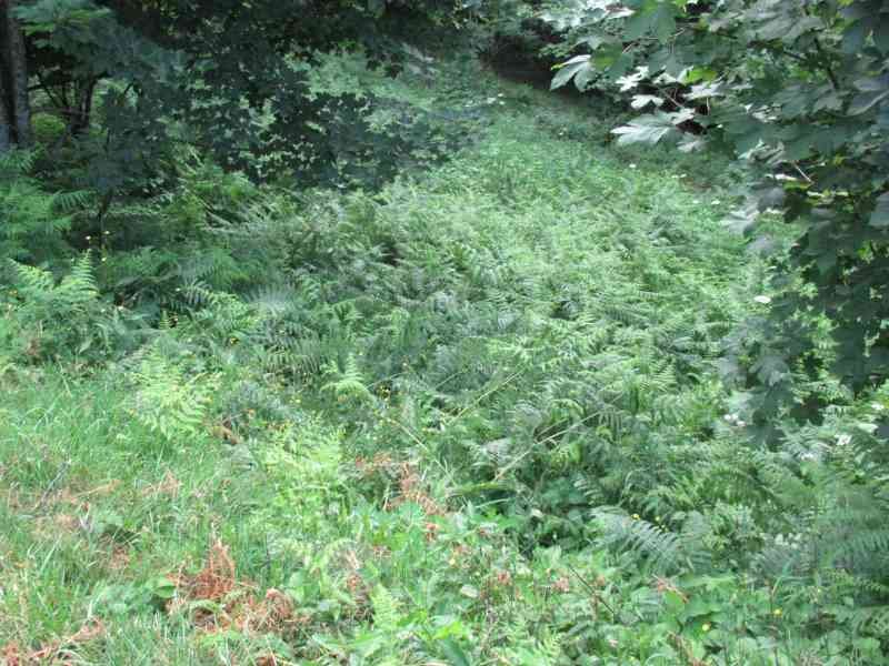 fougères aigles en sous-bois
