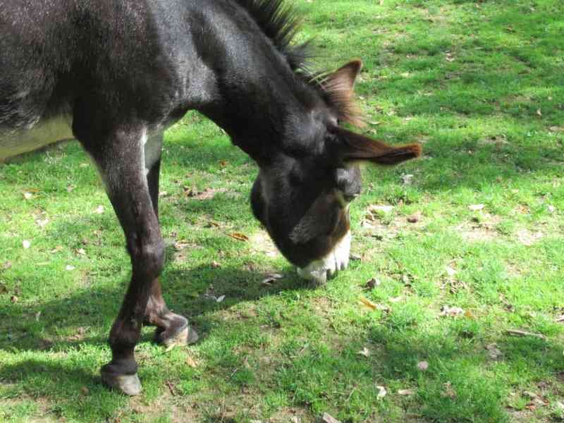 Gros plan d'un âne des Pyrénées