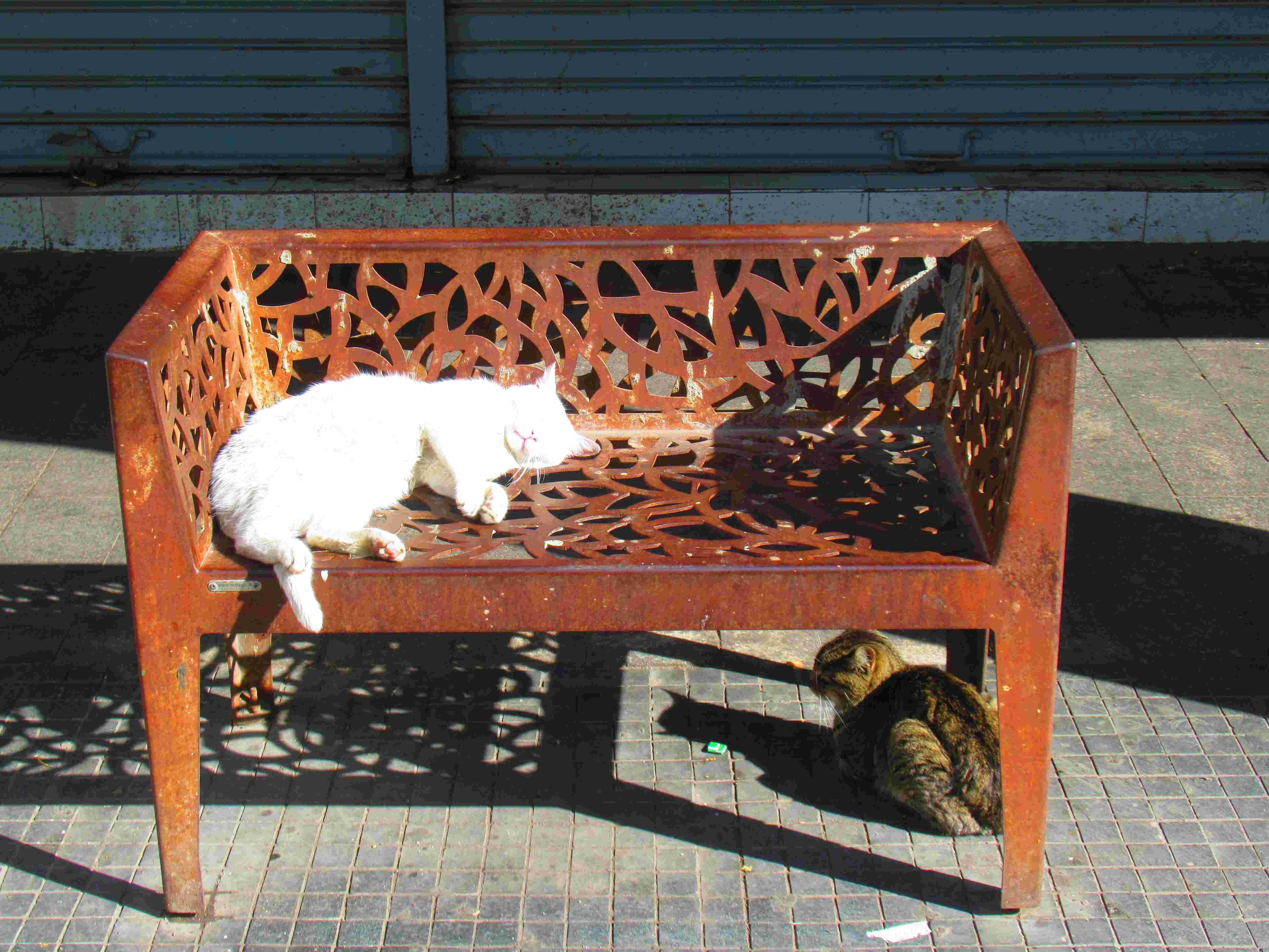 Chat qui fait la sieste sur un banc