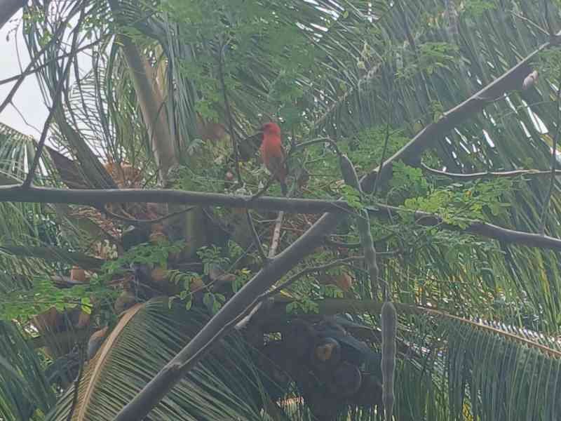 Un oiseaux sur un arbre, un palmier, photo gratuite