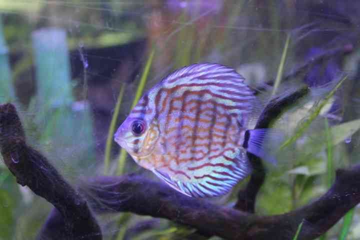Discus coloré dans un aquarium planté photo gratuite