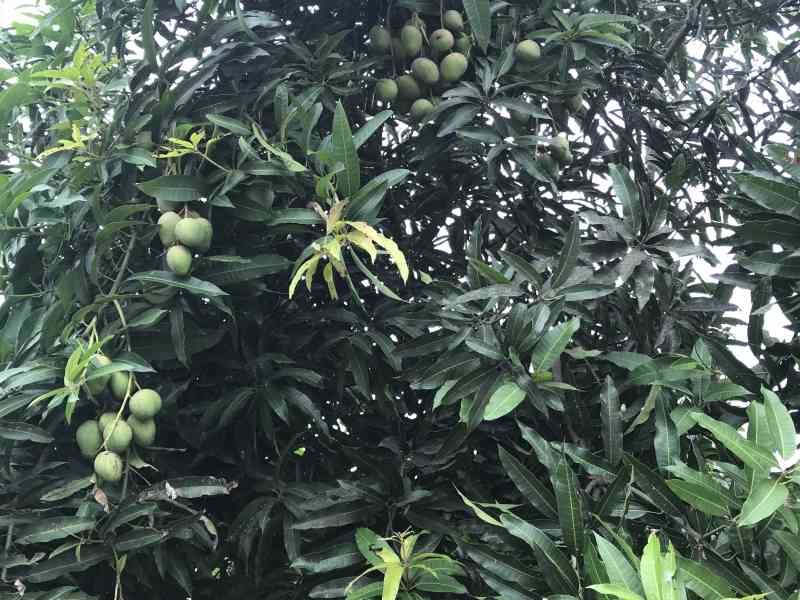 Un manguier chargé des mangues photo gratuite