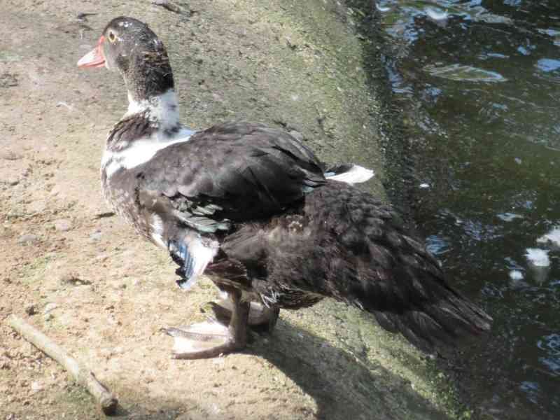 Le canard et la boue photo gratuite