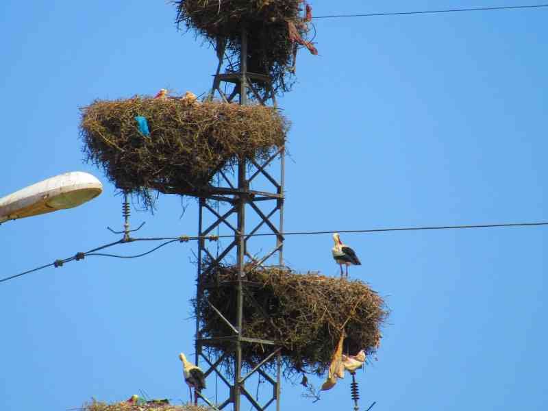 Nids de cigognes en haut d’un pylône électrique