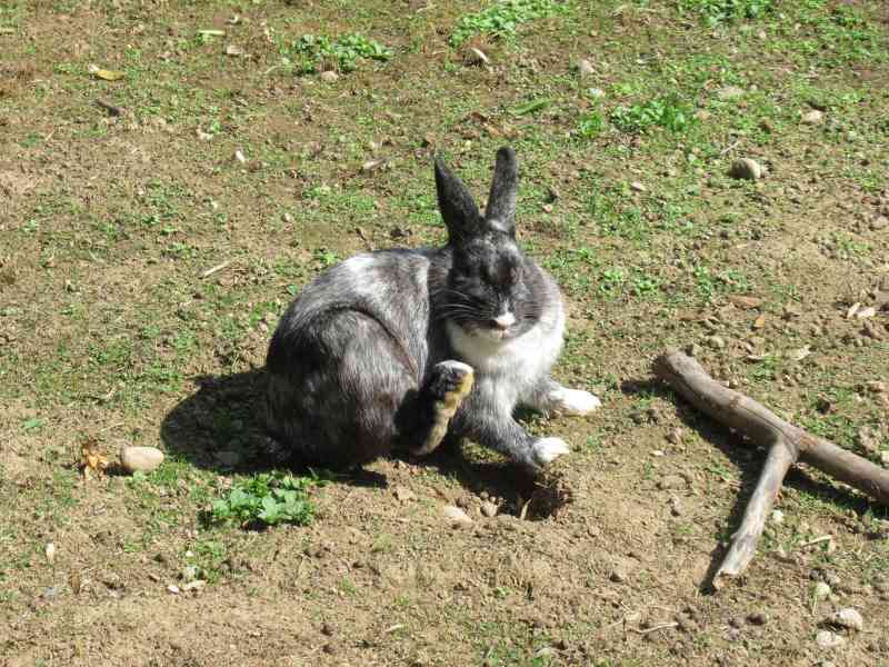 Lapin domestique
