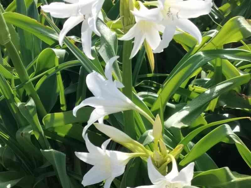 Crinoles de powell blanches