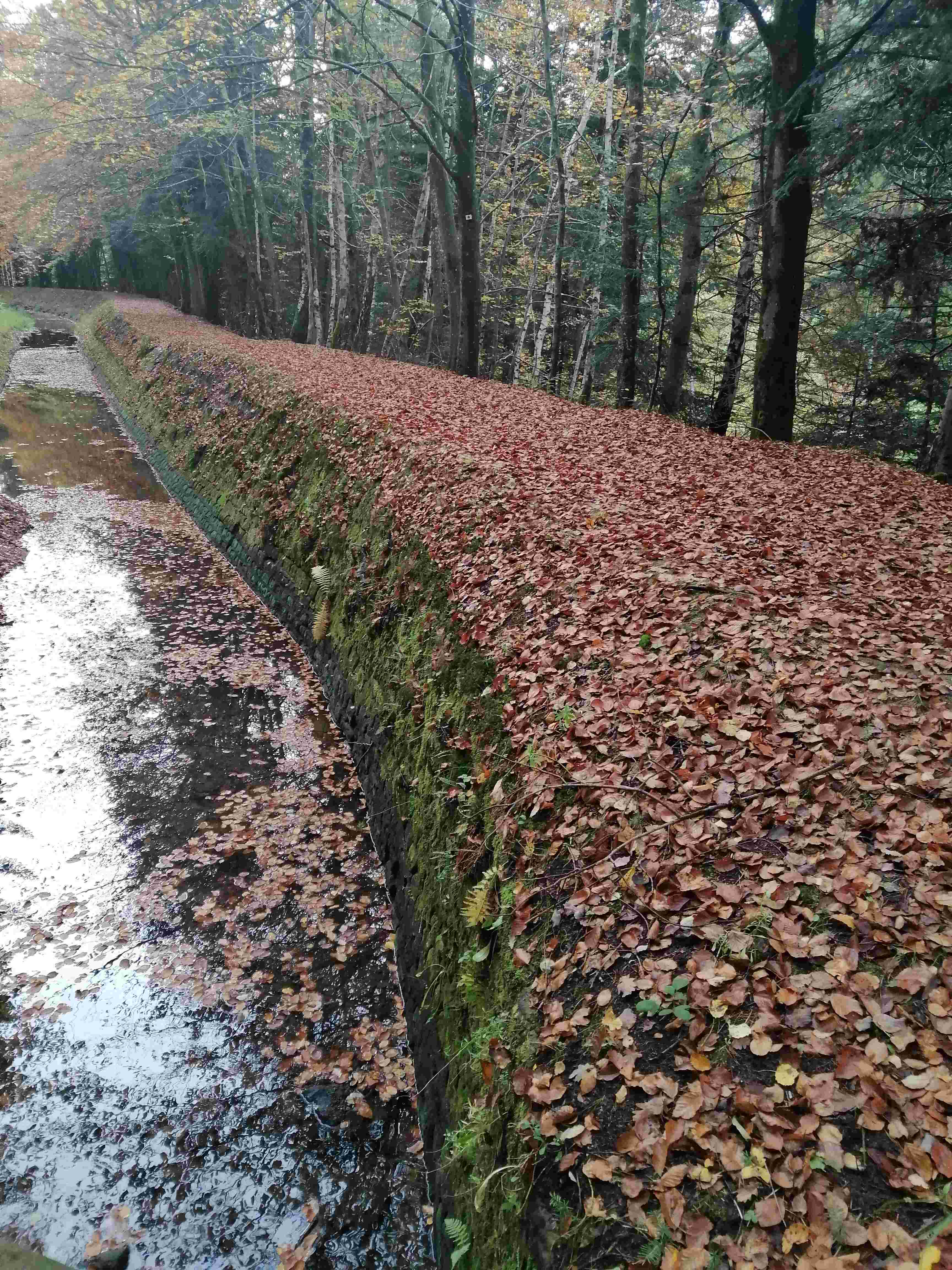 Sous-bois en automne, tapis de feuilles