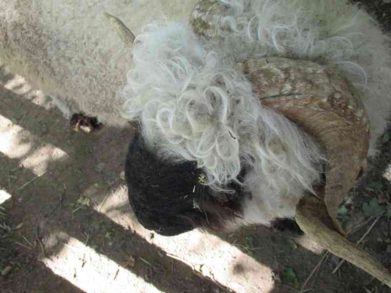 Tête de mouton nez noir