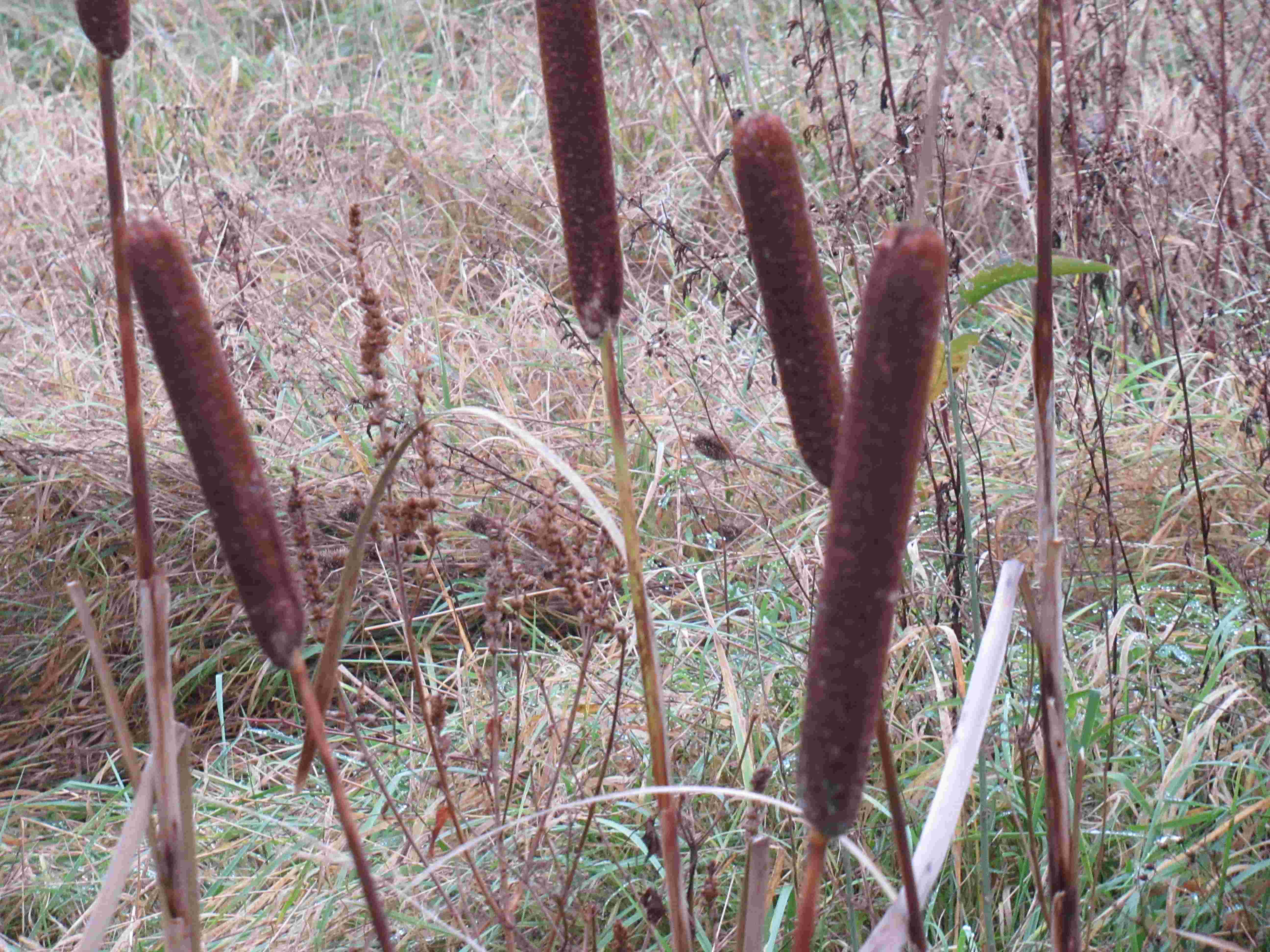 Roseaux, nature