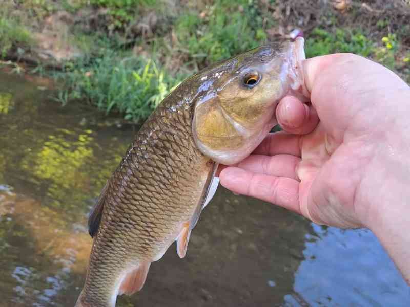 Main d'homme attrapant un chevesne sur une rivière