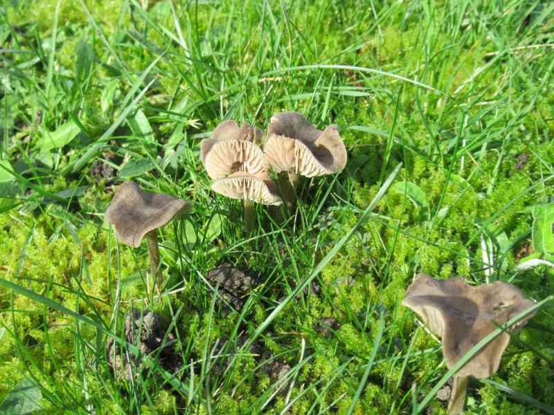 Champignons qui poussent sur le gazon vert photo gratuite