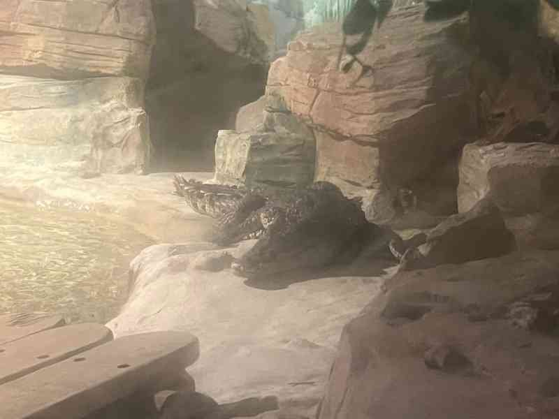 Crocodile dans un enclos, Zoo d'Amneville, Moselle, Lorraine, photo gratuite