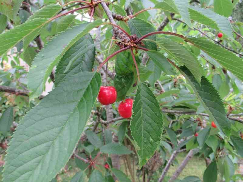 Gros plan sur des cerises mûres sur un arbre
