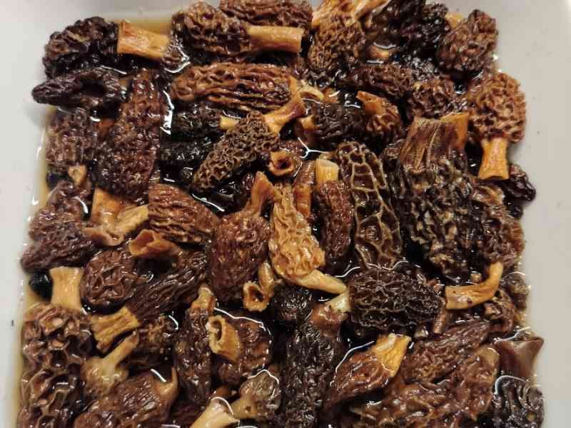 Plat de morilles photo gratuite, champignons