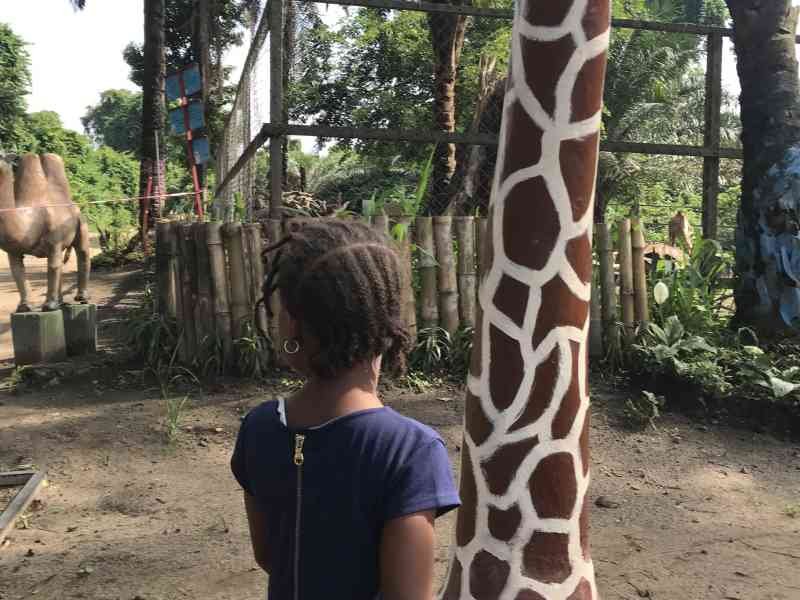 Une fille au parc observant les chameaux