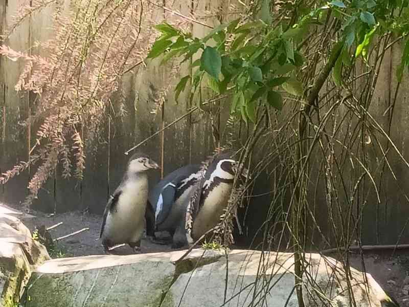 Manchots de Humboldt dans une zonz rocheuse, Zoo d'Amnéville, Moselle, Lorraine, photo gratuite