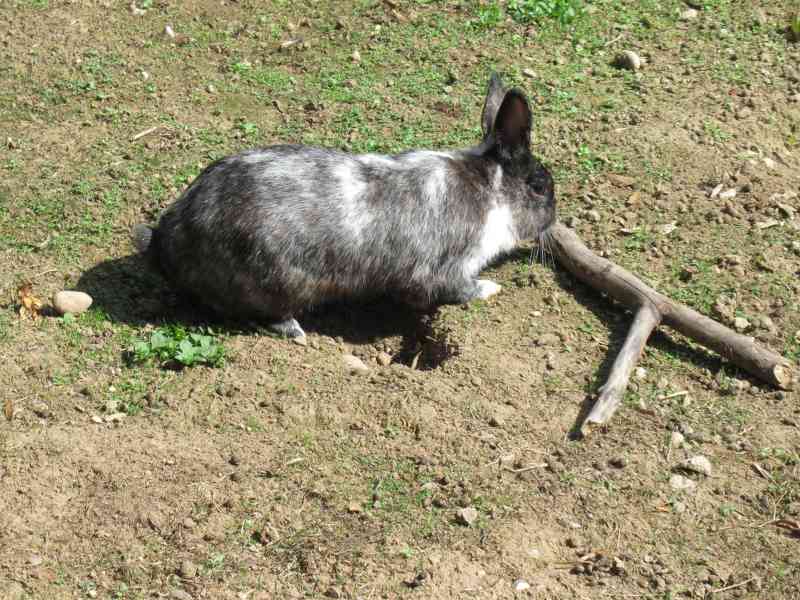 Lapin qui ronge un morceau de bois