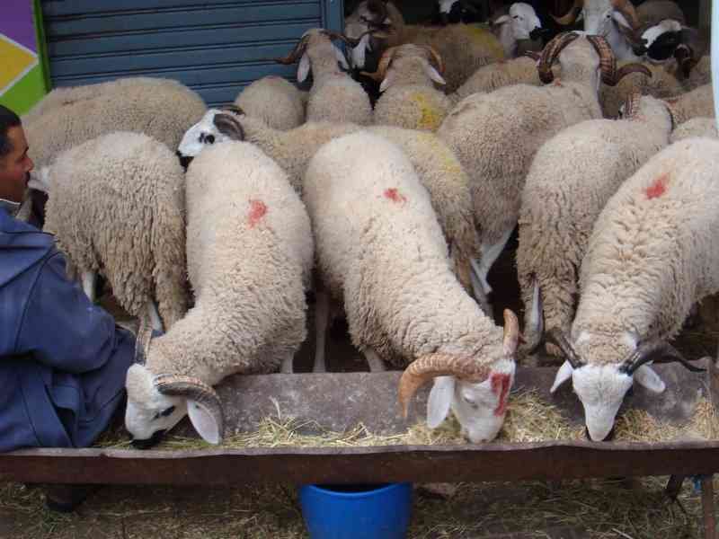 Troupeau de moutons en train de s’alimenter photo gratuite