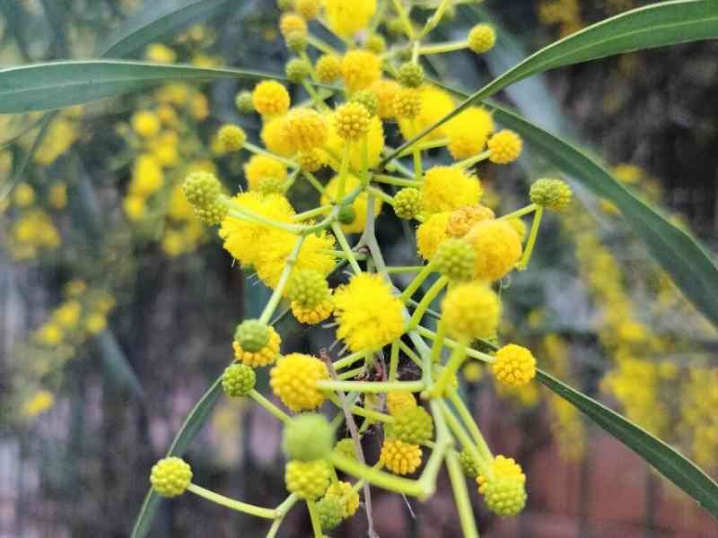 Fleur de mimosa en gros plan photo gratuite
