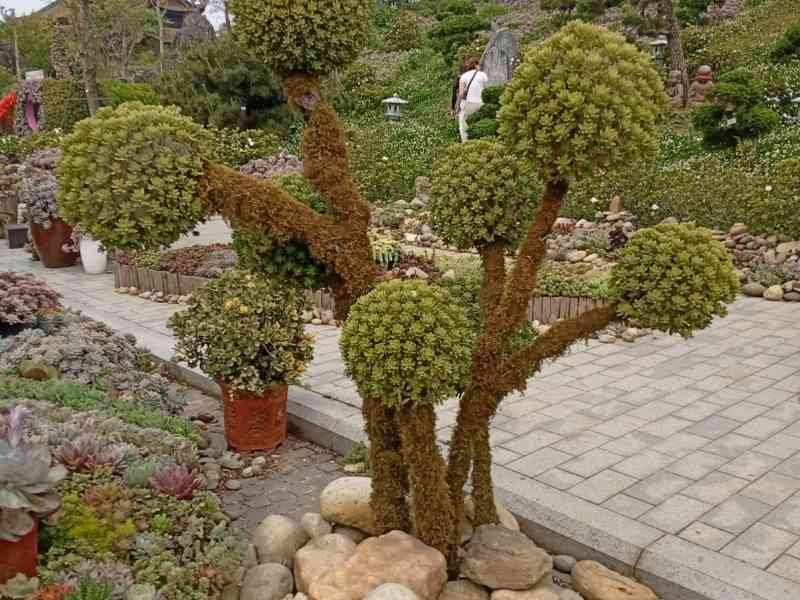 Plantes succulentes, jardin, Vietnam, photo gratuite
