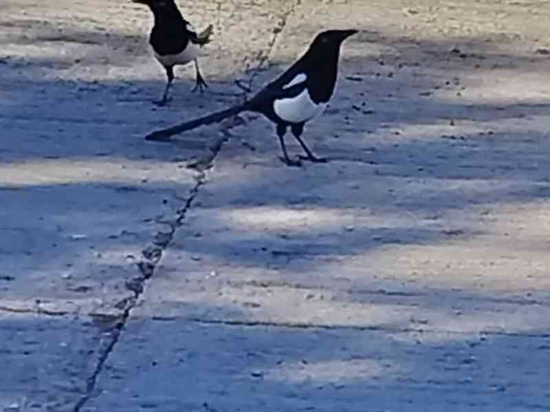 Des oiseaux des pies, photo gratuite