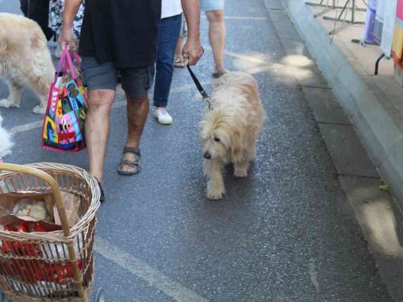 Un chien marchant sur un trottoir aux côtés de son propriétaire, photo gratuite