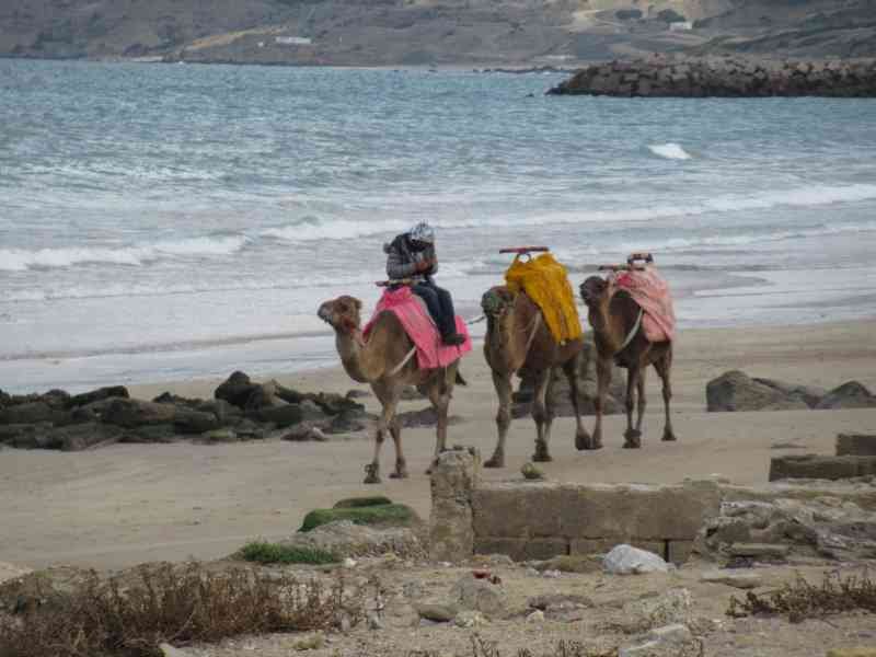 balade à dos de chameaux au bord de la mer photo gratuite