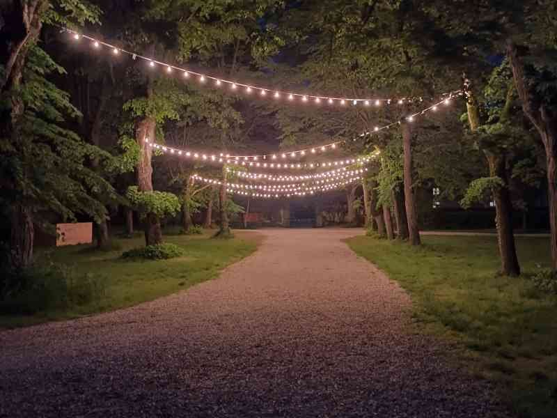 Des guirlandes lumineuses entre les arbres, photo gratuite