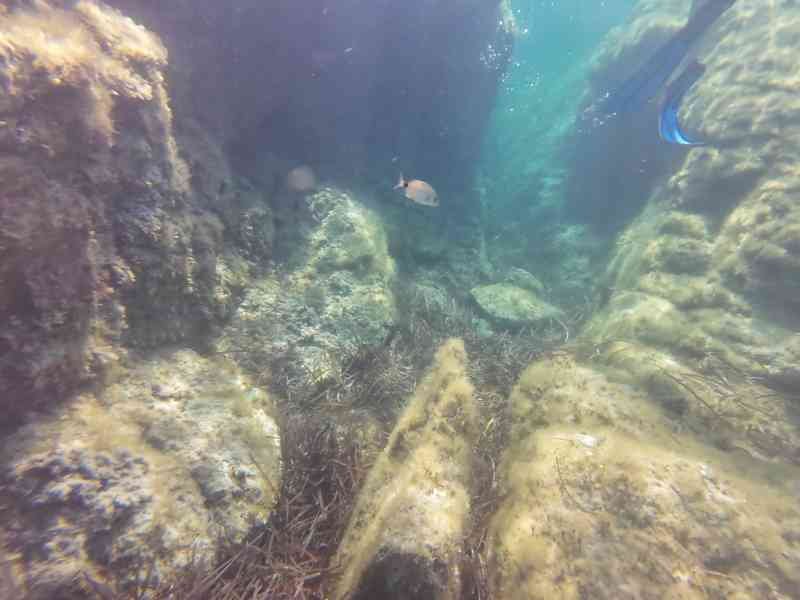 Un poisson-sar dans un environnement rocheux sous-marin, photo gratuite