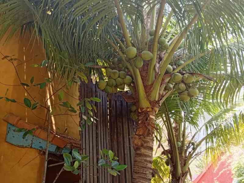 Cocotier, Vietnam, photo gratuite