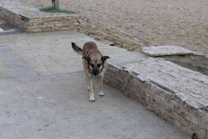 Un chien qui marche photo gratuite