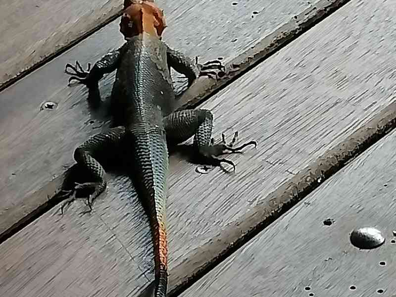 Agama à tête rouge