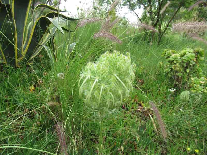 Fleurs de carottes sauvages au zoo de Rabat