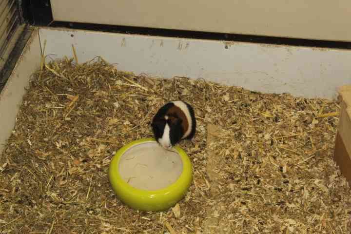 Cobaye en cage photo gratuite