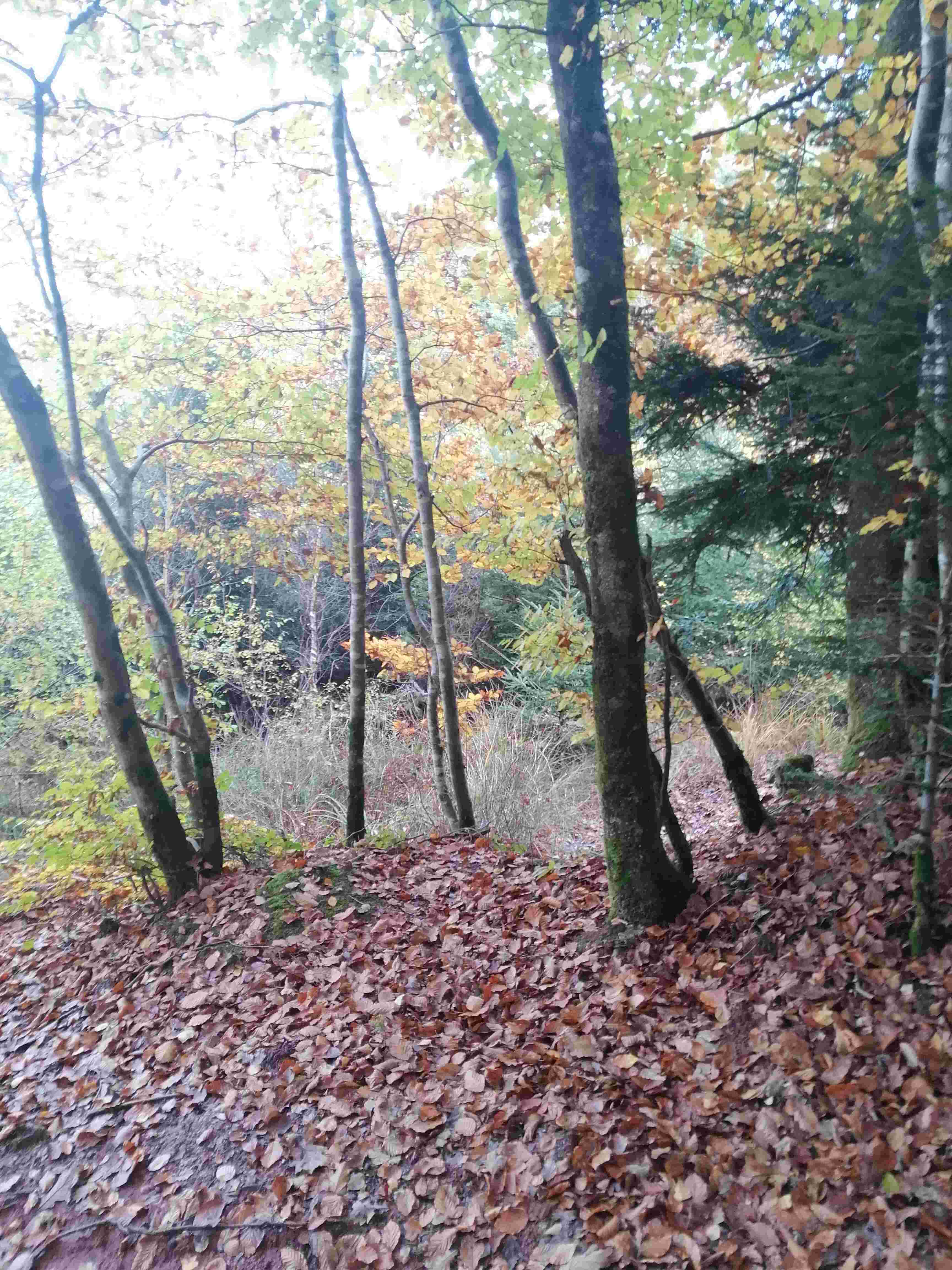 Sous-bois en automne, tapis de feuilles