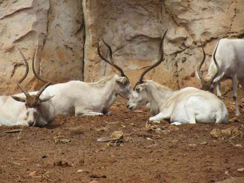 Troupeau d'addax au repos au zoo de Rabat au Maroc