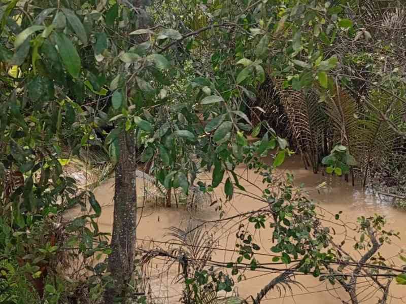 Paysage naturel, rivière, arbre, Vietnam, photo gratuite
