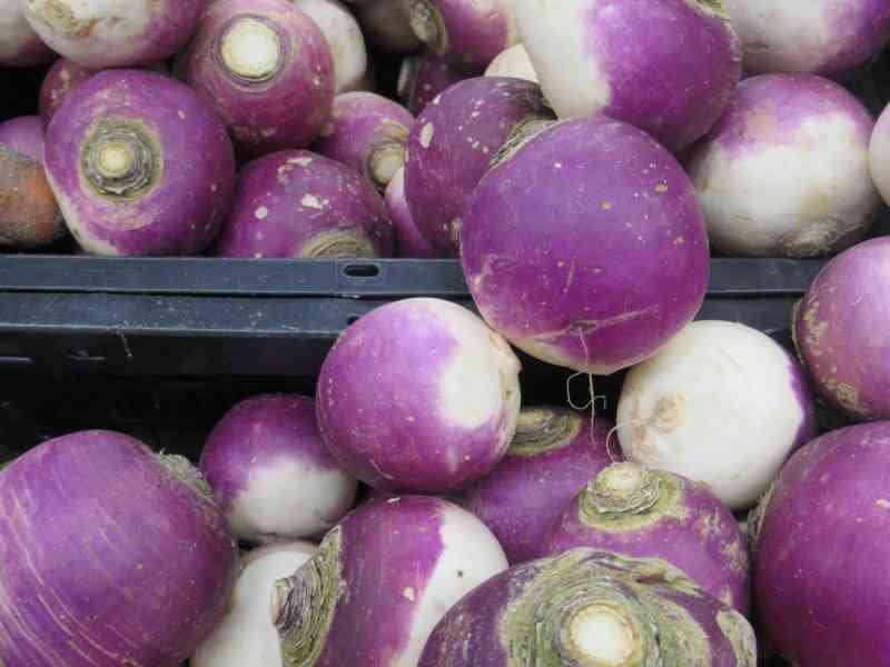 Navets, photo gratuite