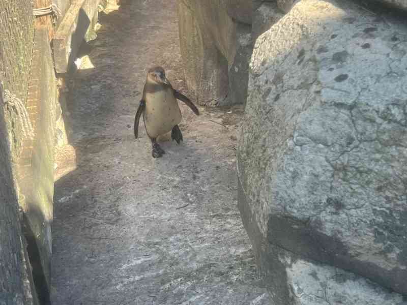 Manchot de Humboldt, Zoo d'Amneville, Moselle, Lorraine, photo gratuite